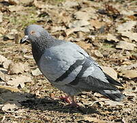 Rock Dove