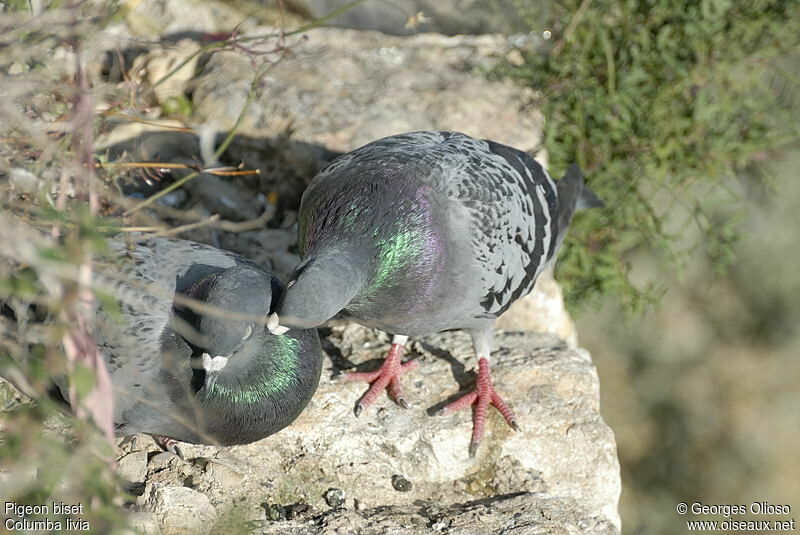Pigeon bisetadulte, Comportement