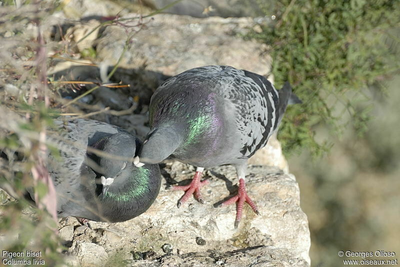 Rock Doveadult, Behaviour