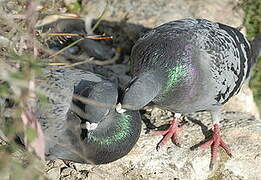 Rock Dove