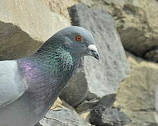 Pigeon biset