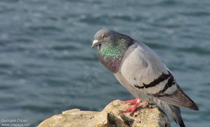 Pigeon biset mâle adulte nuptial, Nidification, chant, Comportement