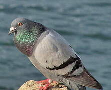 Rock Dove