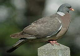 Common Wood Pigeon