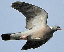 Common Wood Pigeon