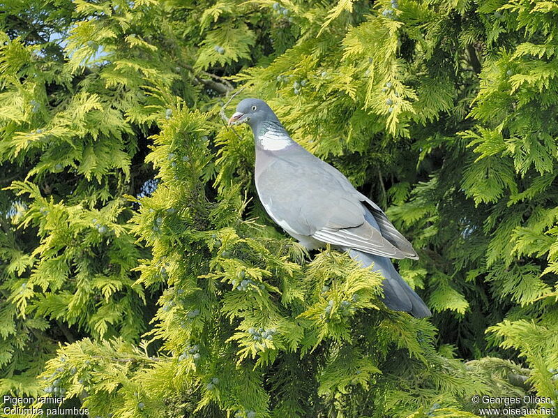 Common Wood Pigeon female adult breeding