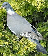 Common Wood Pigeon