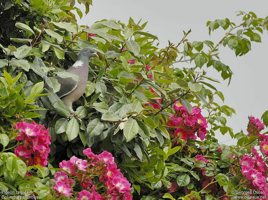 Common Wood Pigeon