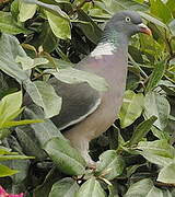 Common Wood Pigeon