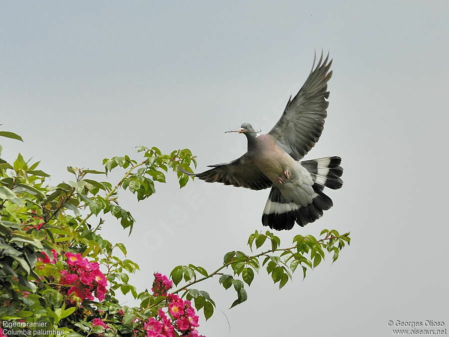 Common Wood Pigeon female adult breeding