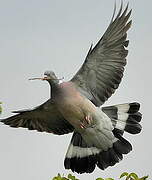 Common Wood Pigeon