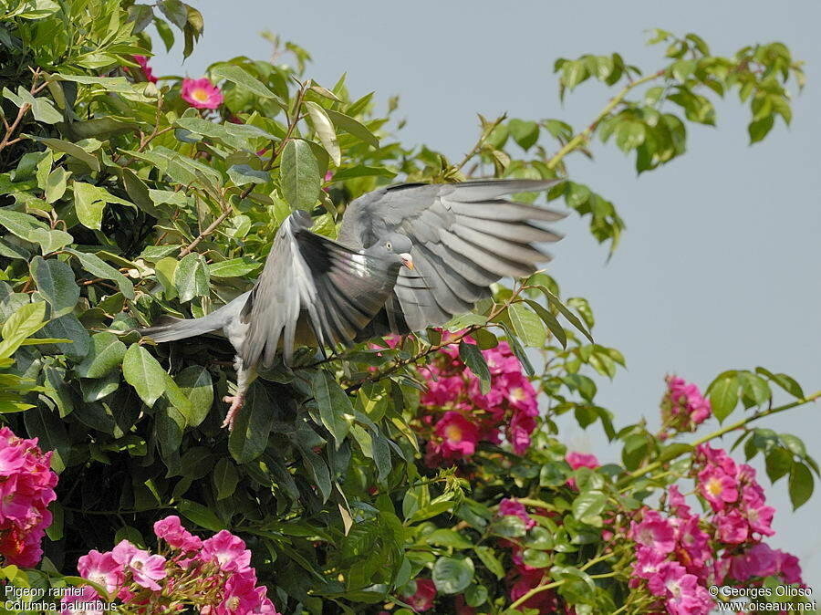 Pigeon ramieradulte nuptial
