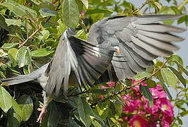 Common Wood Pigeon