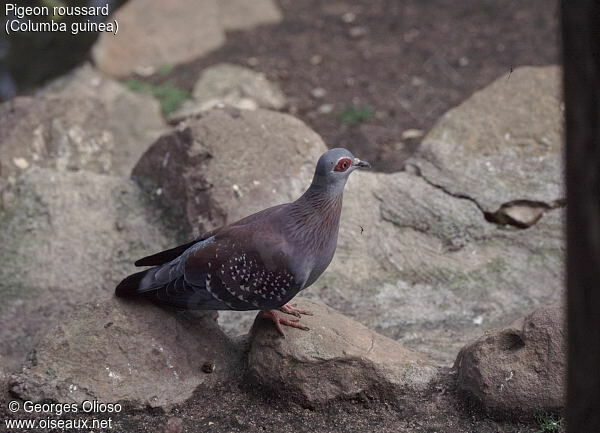 Pigeon roussard