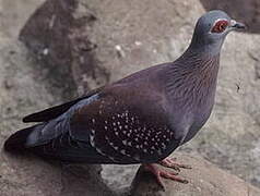 Pigeon roussard