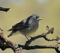 Tenerife Blue Chaffinch