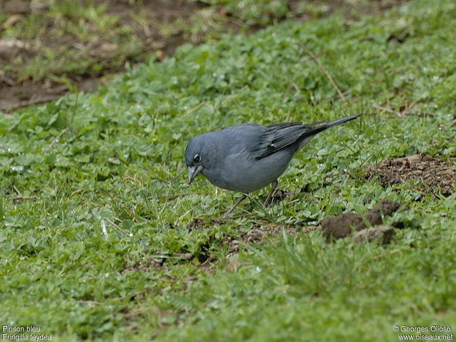 Tenerife Blue Chaffinch male adult breeding, identification