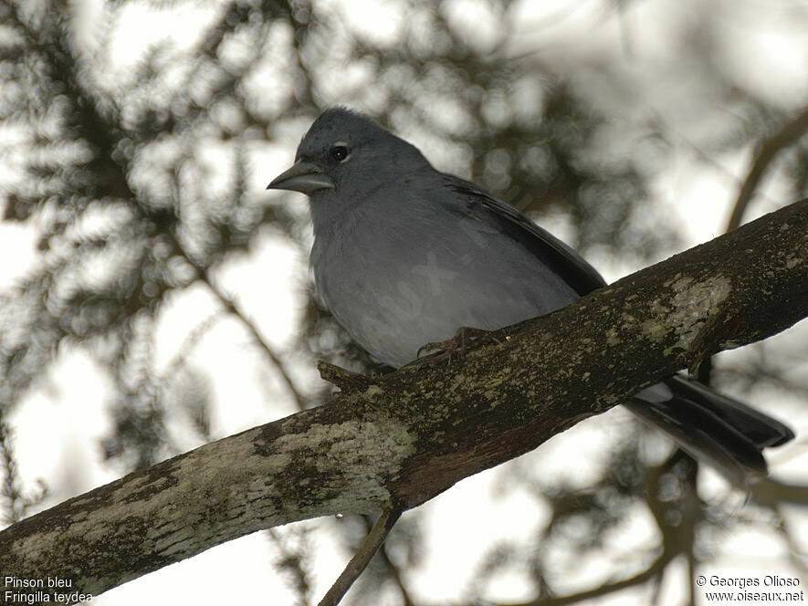 Pinson bleu femelle adulte nuptial, identification