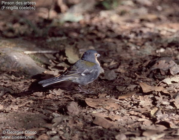 Eurasian Chaffinch