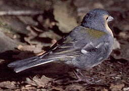 Common Chaffinch