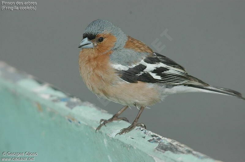 Common Chaffinch