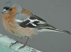 Eurasian Chaffinch