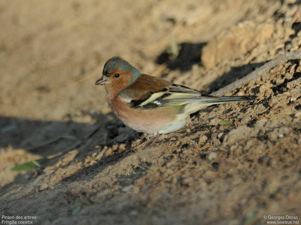 Eurasian Chaffinch male adult post breeding