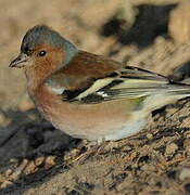 Common Chaffinch