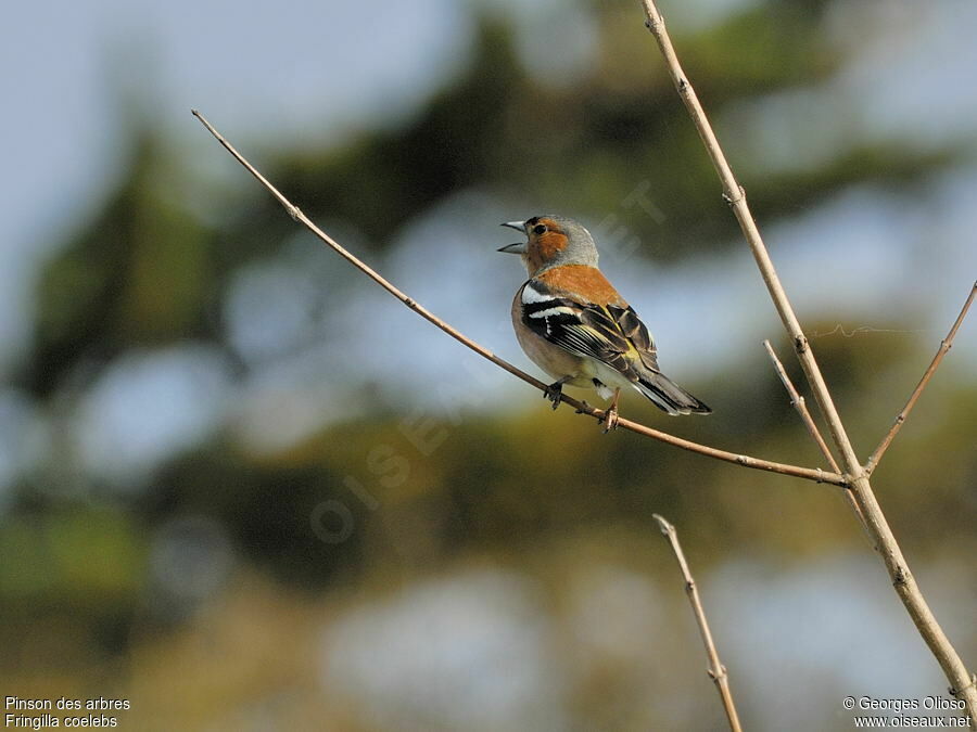 Common Chaffinch male adult breeding