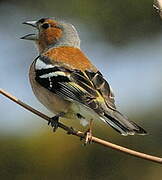 Eurasian Chaffinch