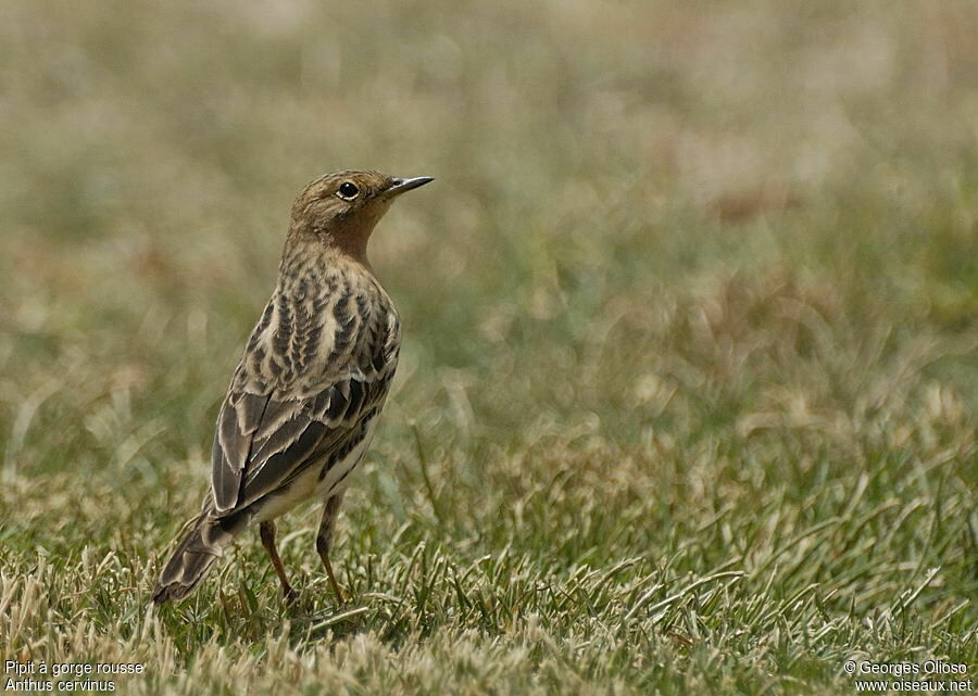 Pipit à gorge rousseadulte nuptial