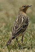 Pipit à gorge rousse