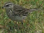 Pipit austral