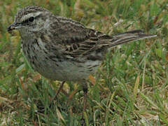 New Zealand Pipit