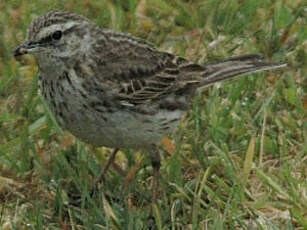 Pipit austral