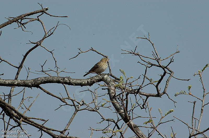 Bushveld Pipit