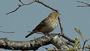 Bushveld Pipit