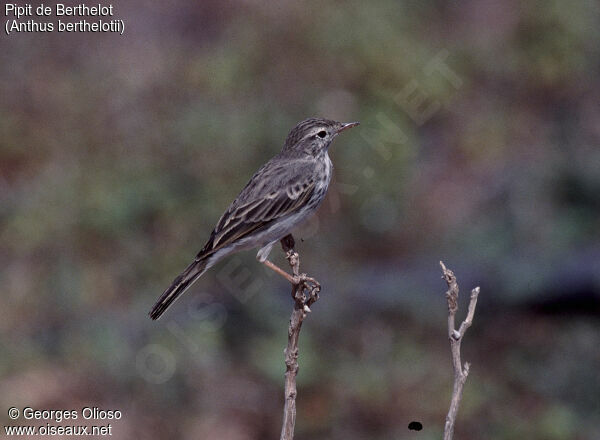 Pipit de Berthelot