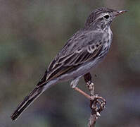 Berthelot's Pipit