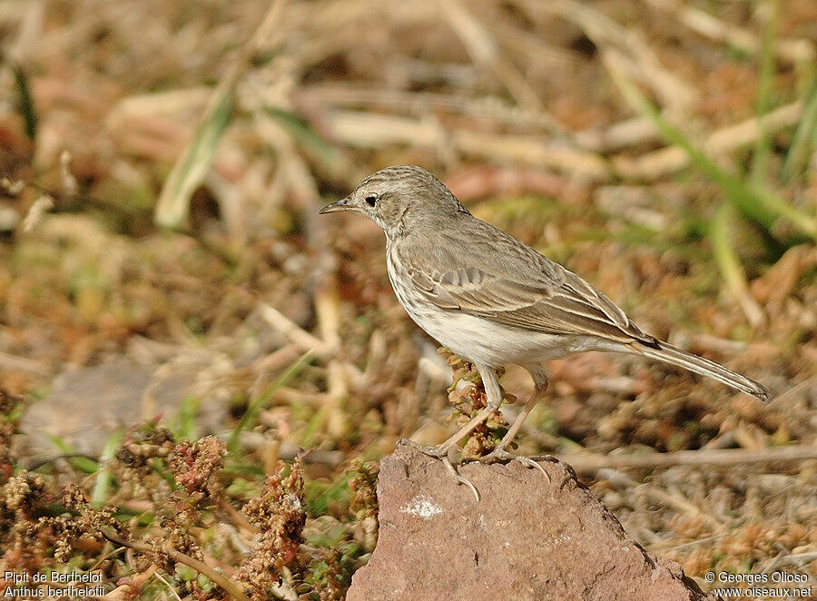 Pipit de Berthelot