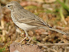 Berthelot's Pipit