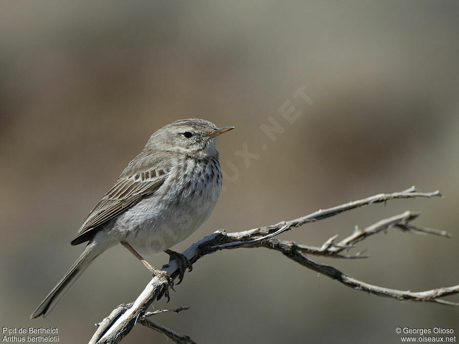 Berthelot's Pipit male adult breeding, identification