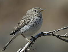 Berthelot's Pipit