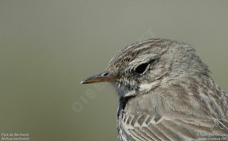 Berthelot's Pipitadult breeding