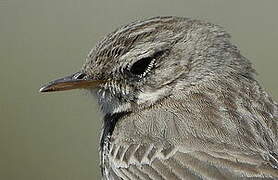 Berthelot's Pipit