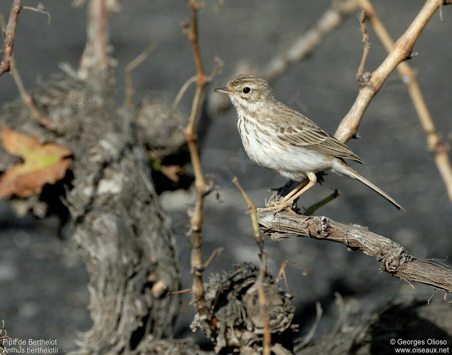 Pipit de Berthelotadulte, identification, Comportement