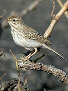 Berthelot's Pipit