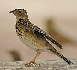 Pipit des arbres