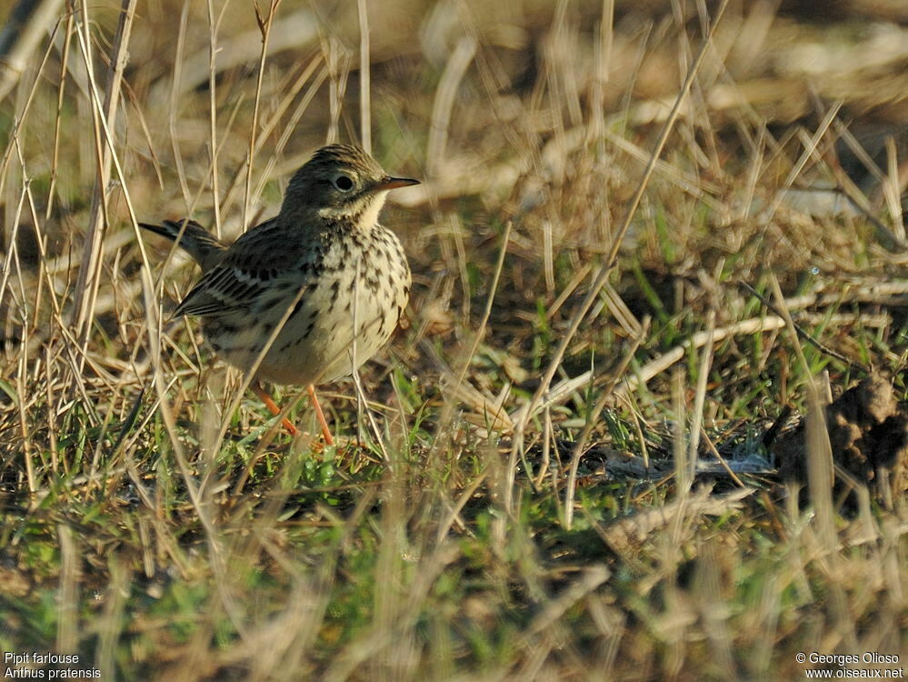 Meadow Pipit