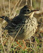 Pipit farlouse